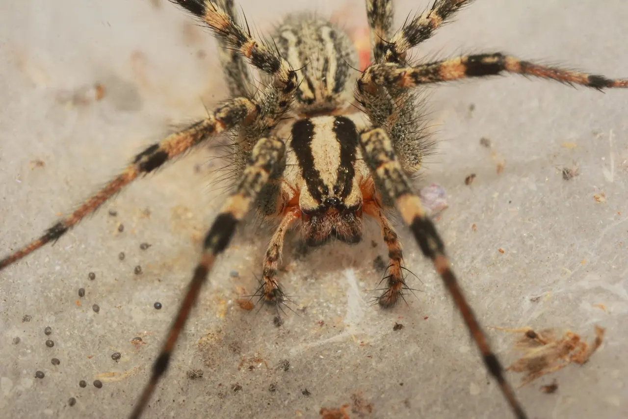 Funnel Weaver Spider