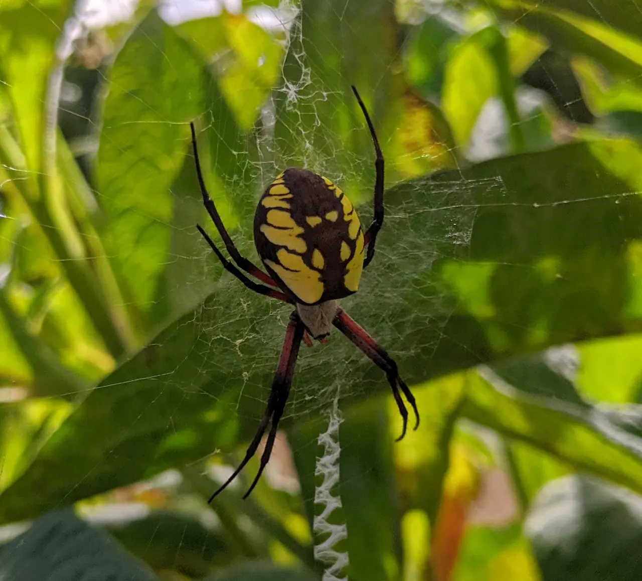 Garden Spider