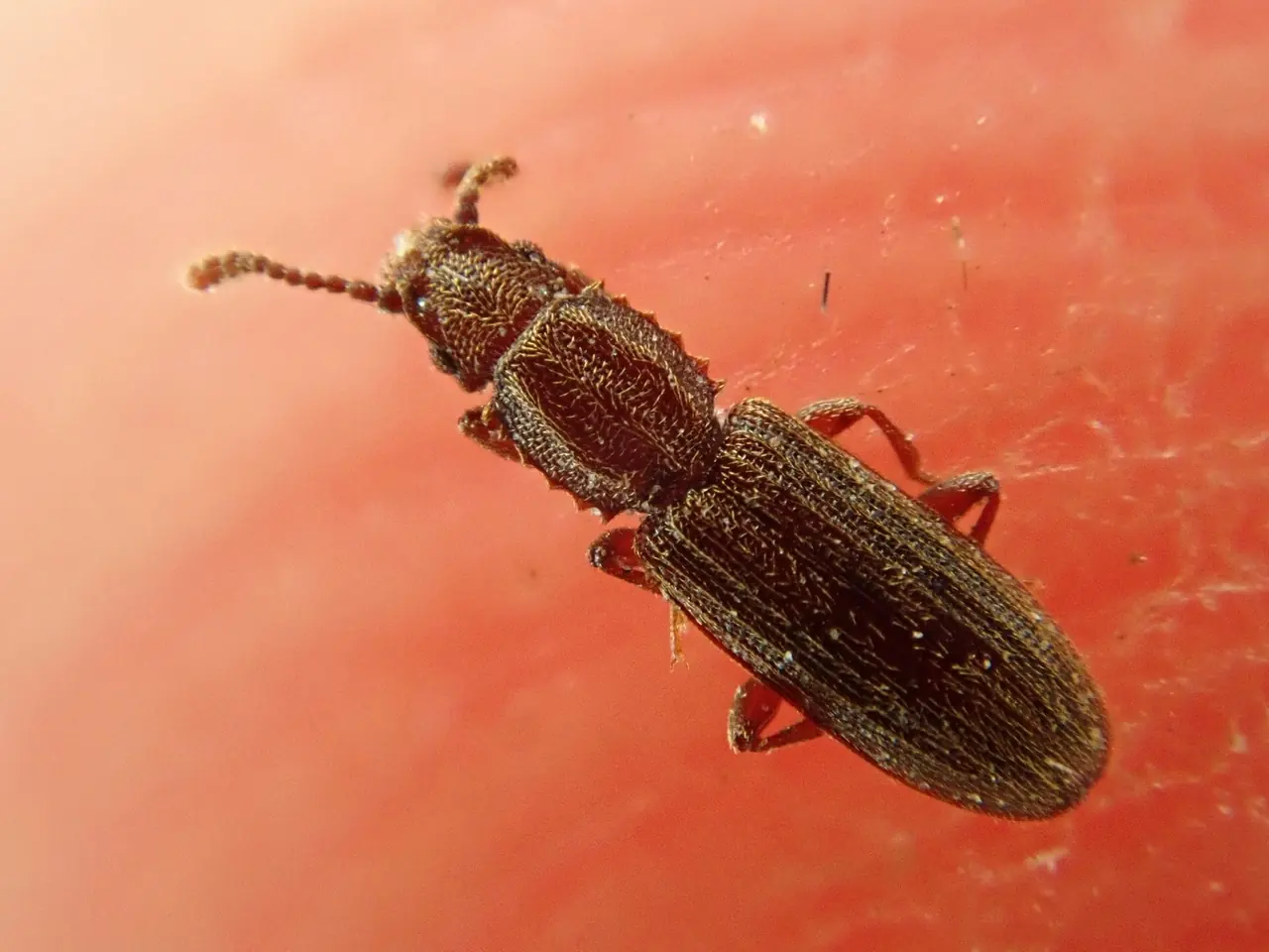 Grain Beetle