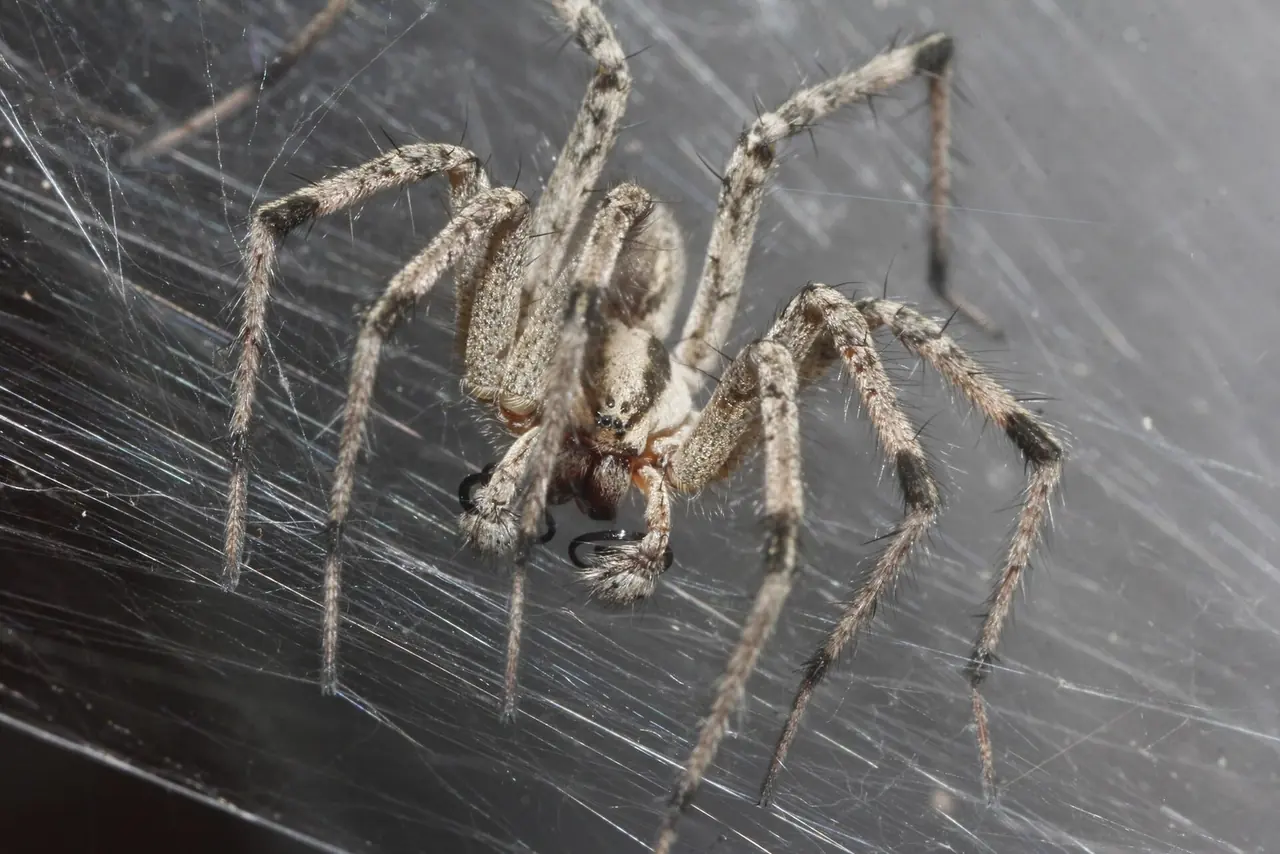 Grass Spider