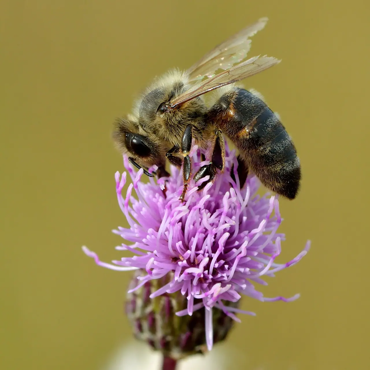 Honey Bee