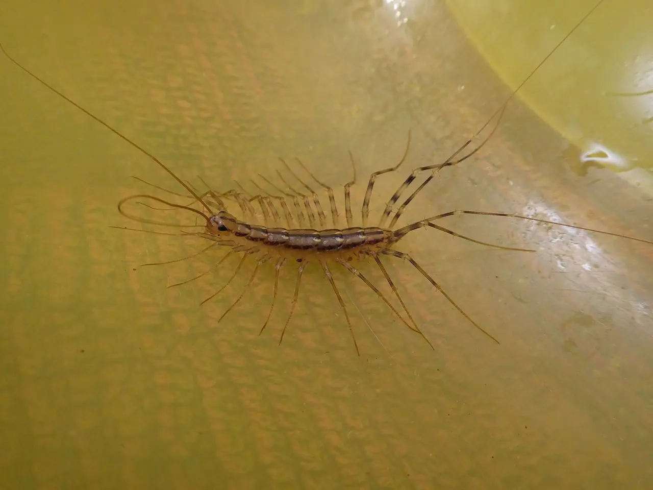 House Centipede