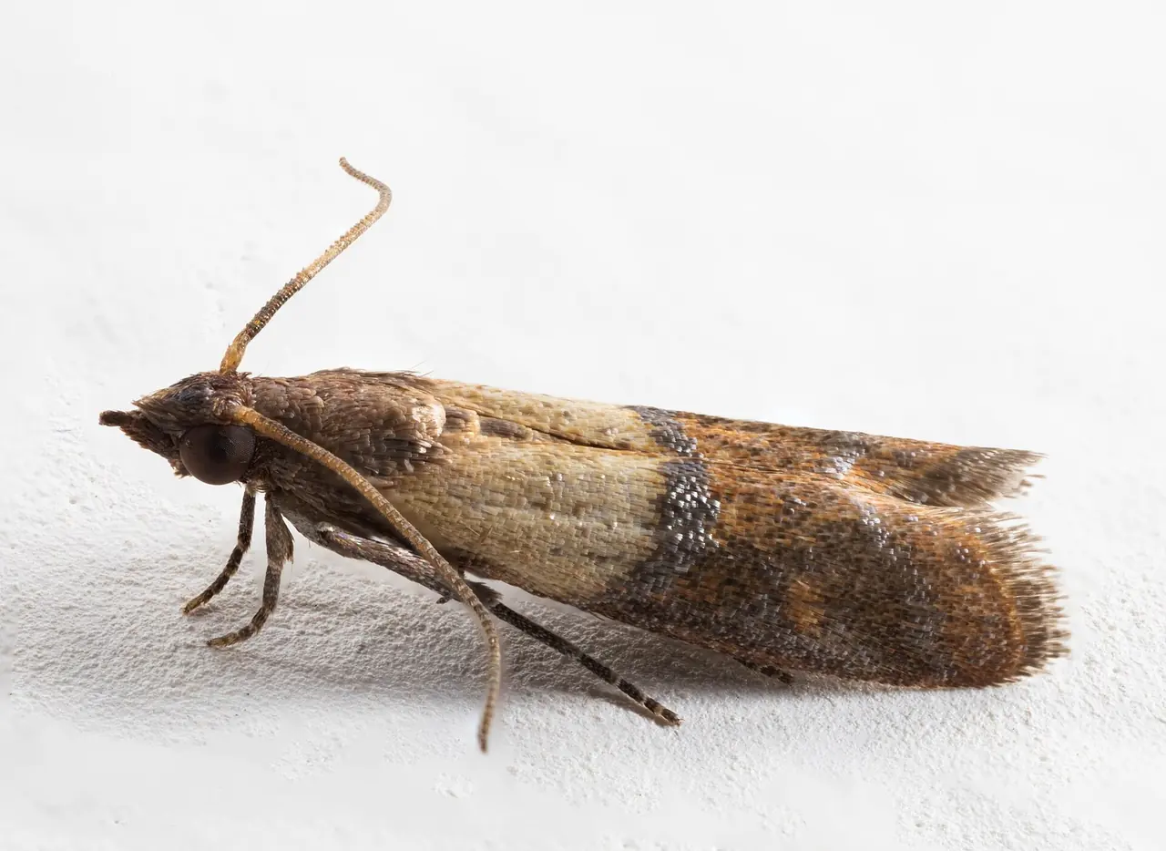 Indian Meal Moth