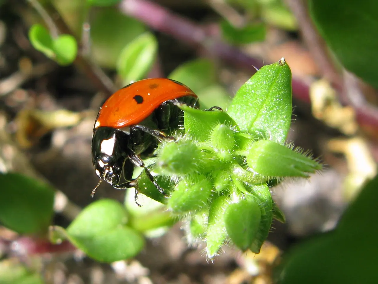 Lady Beetle (Ladybug)