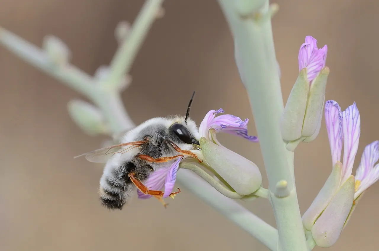 Leafcutter Bee