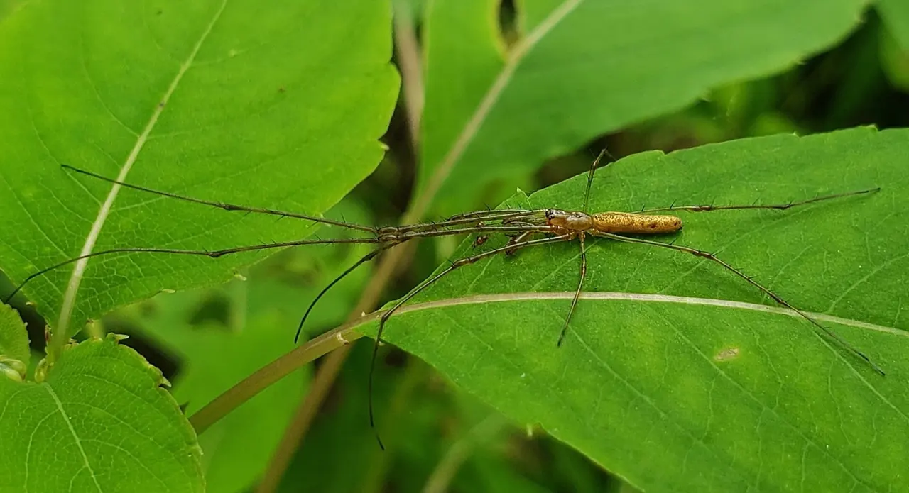 Long-Jawed Orb Weaver