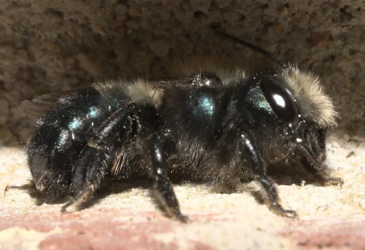 Mason Bee