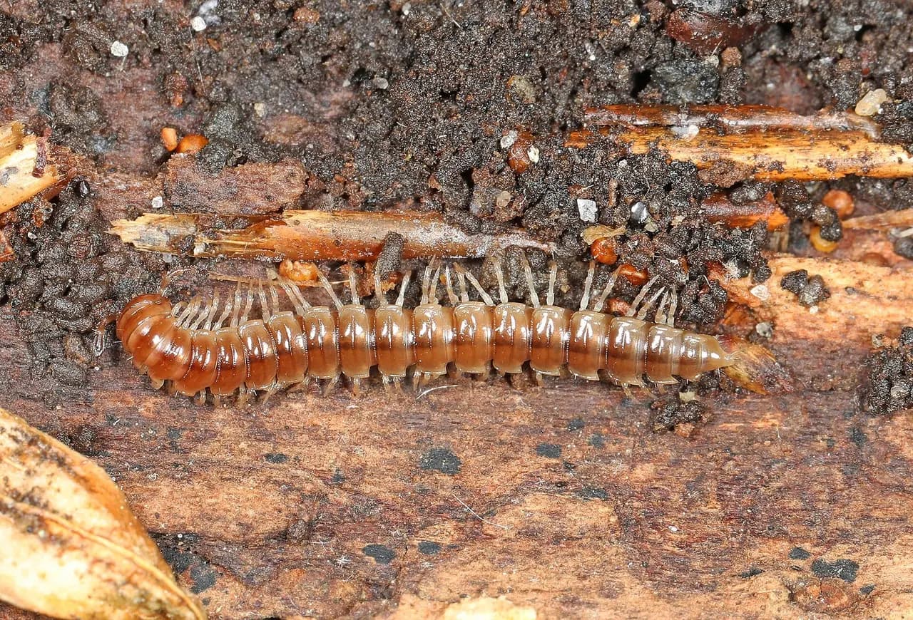 Millipede