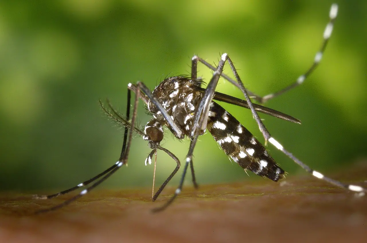 Mosquito at rest. The no-fog station program targets where they breed.