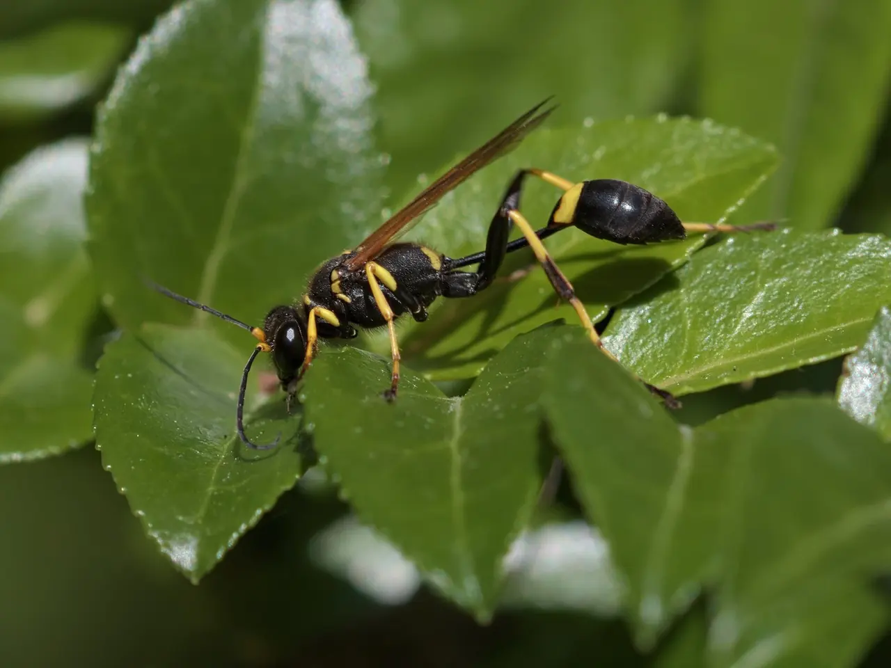 Mud Dauber