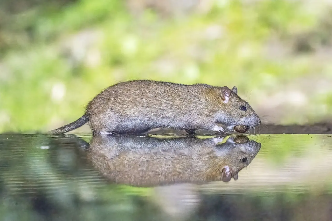 Norway Rat