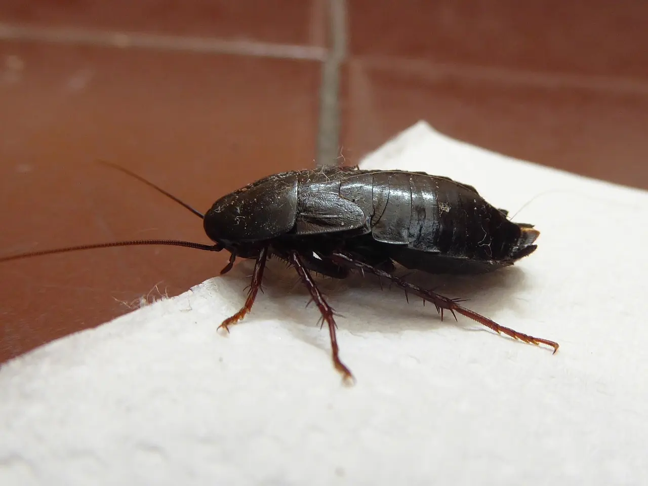 Oriental Cockroach