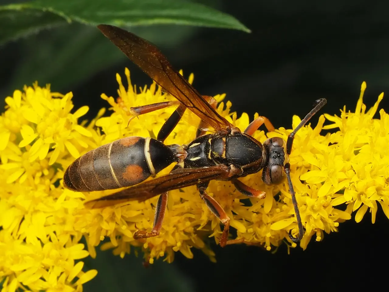 Paper Wasp