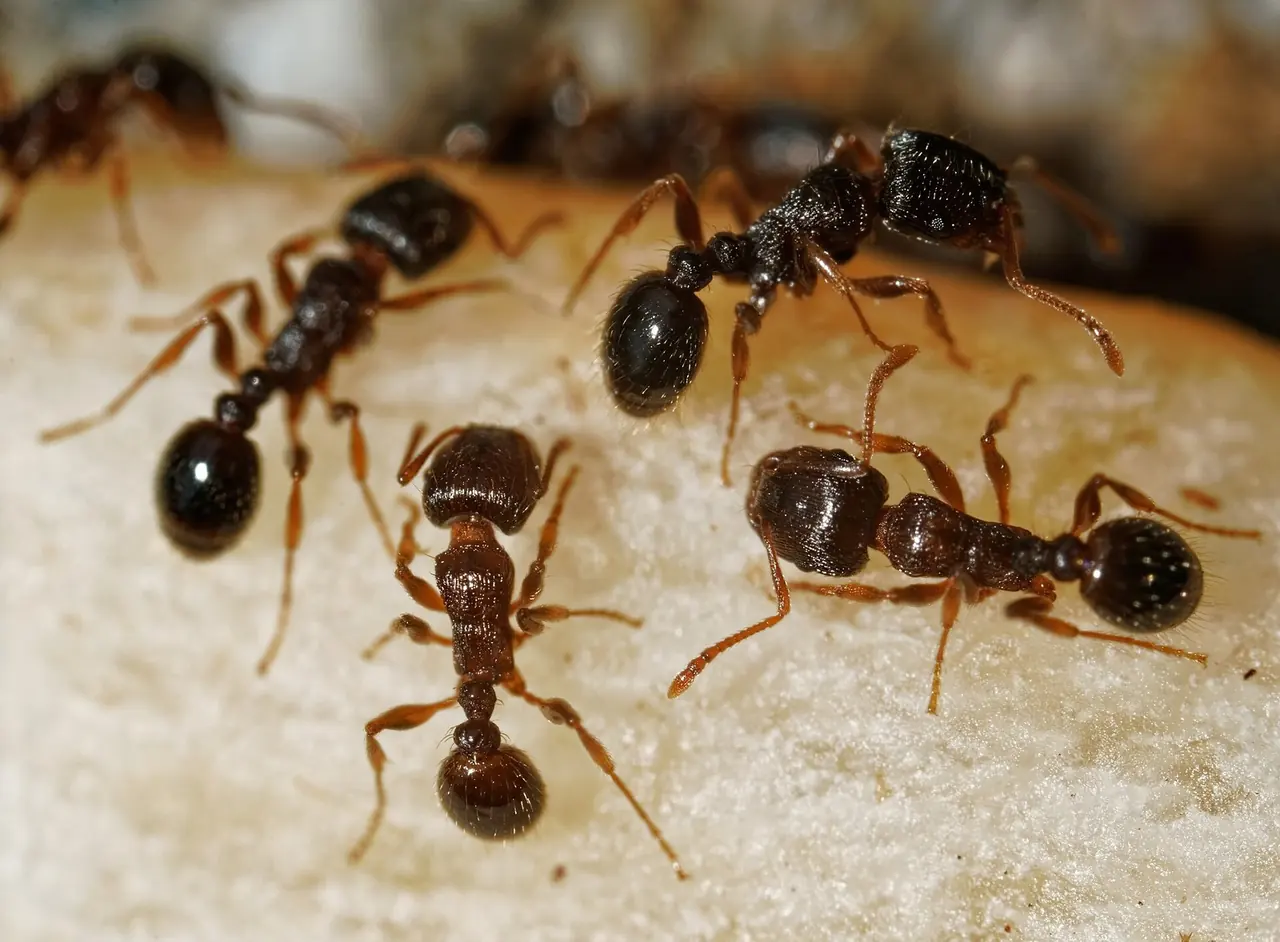 Pavement Ant