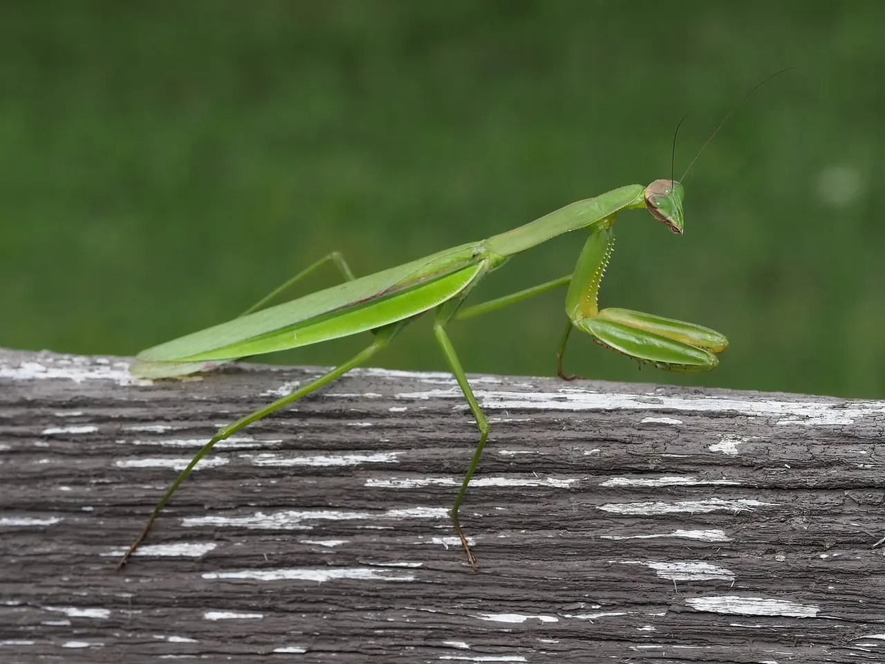 Praying Mantis