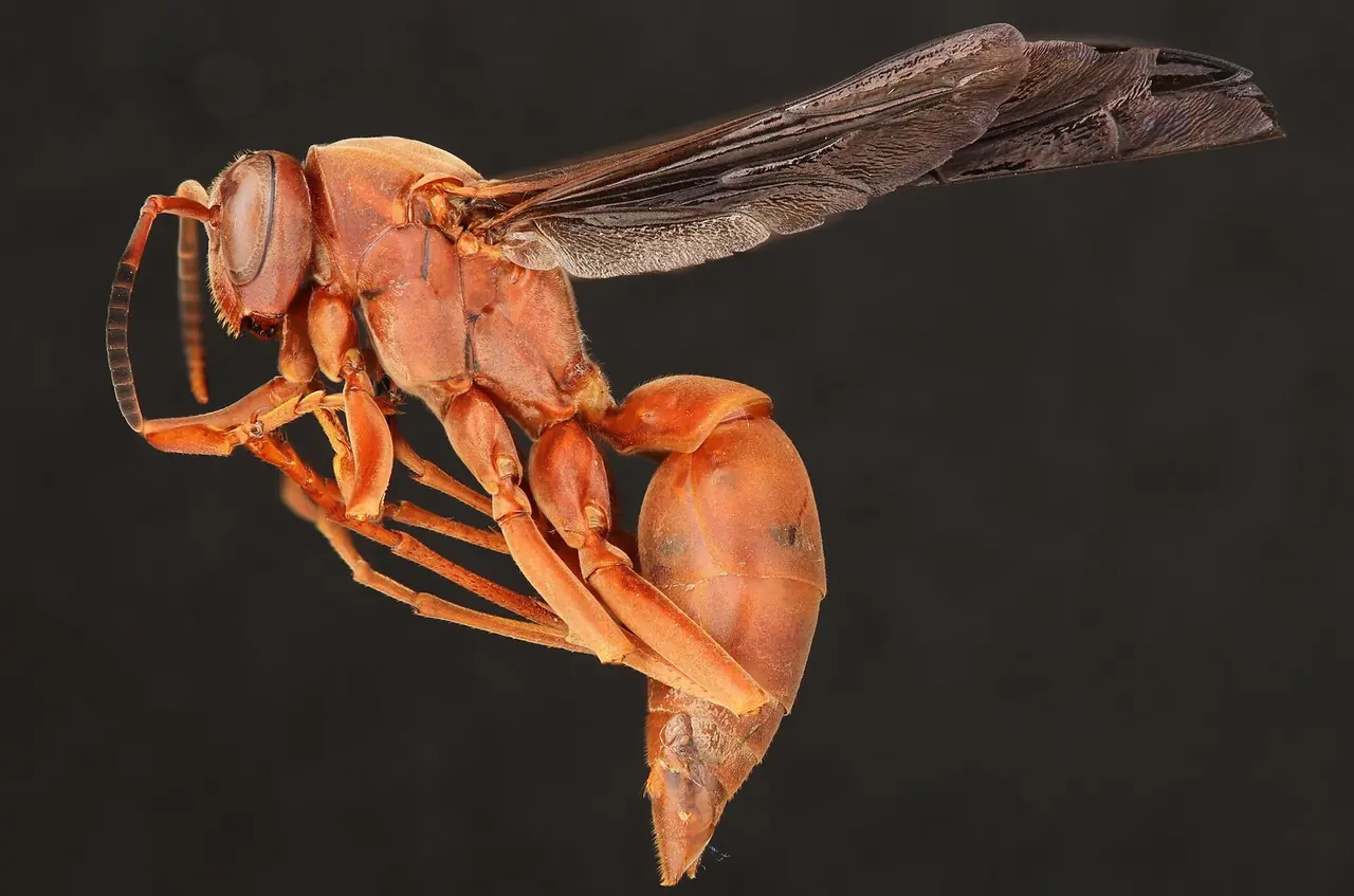 Red Wasp