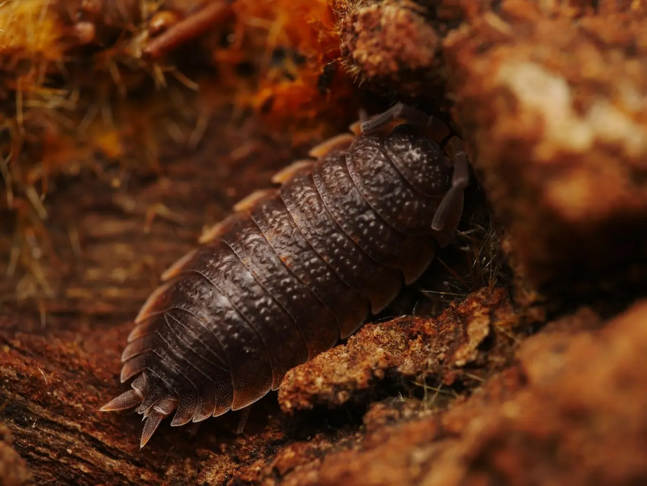 Sowbug