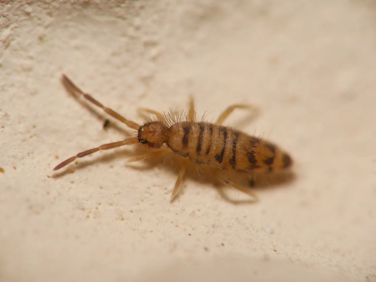 Springtail
