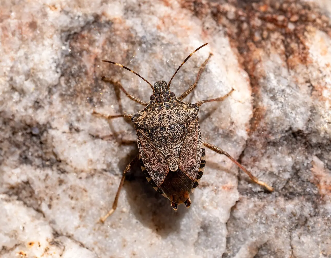 Stink Bug