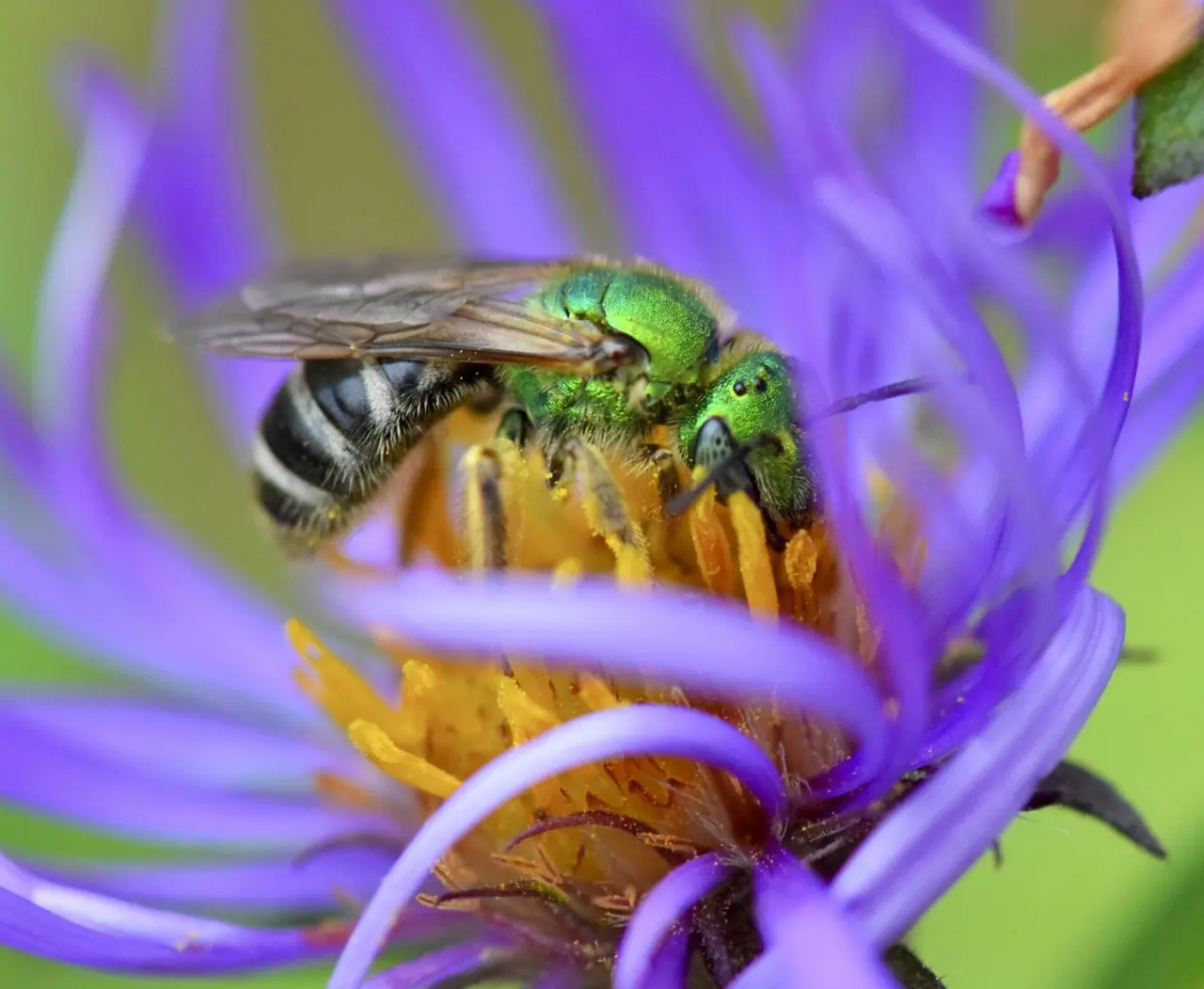 Sweat Bee