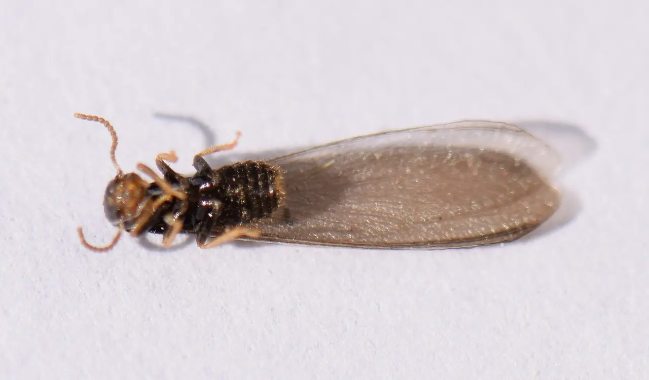Termite Swarmer
