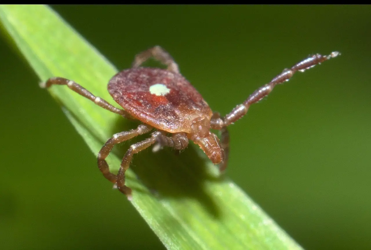 Tick