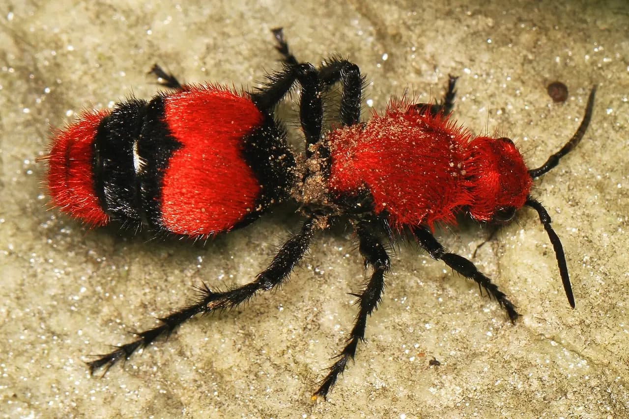 Velvet Ant