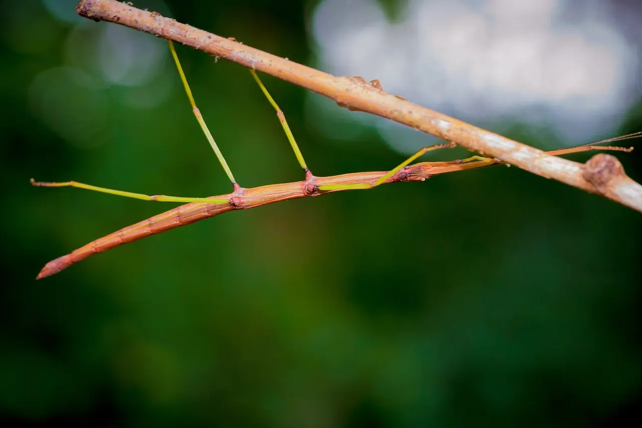 Walking Stick