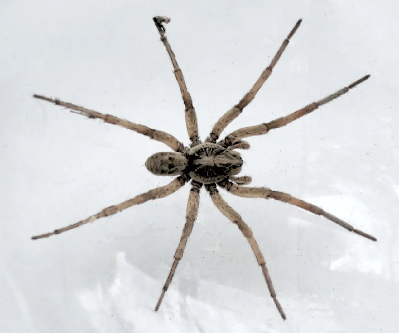 Wolf Spider
