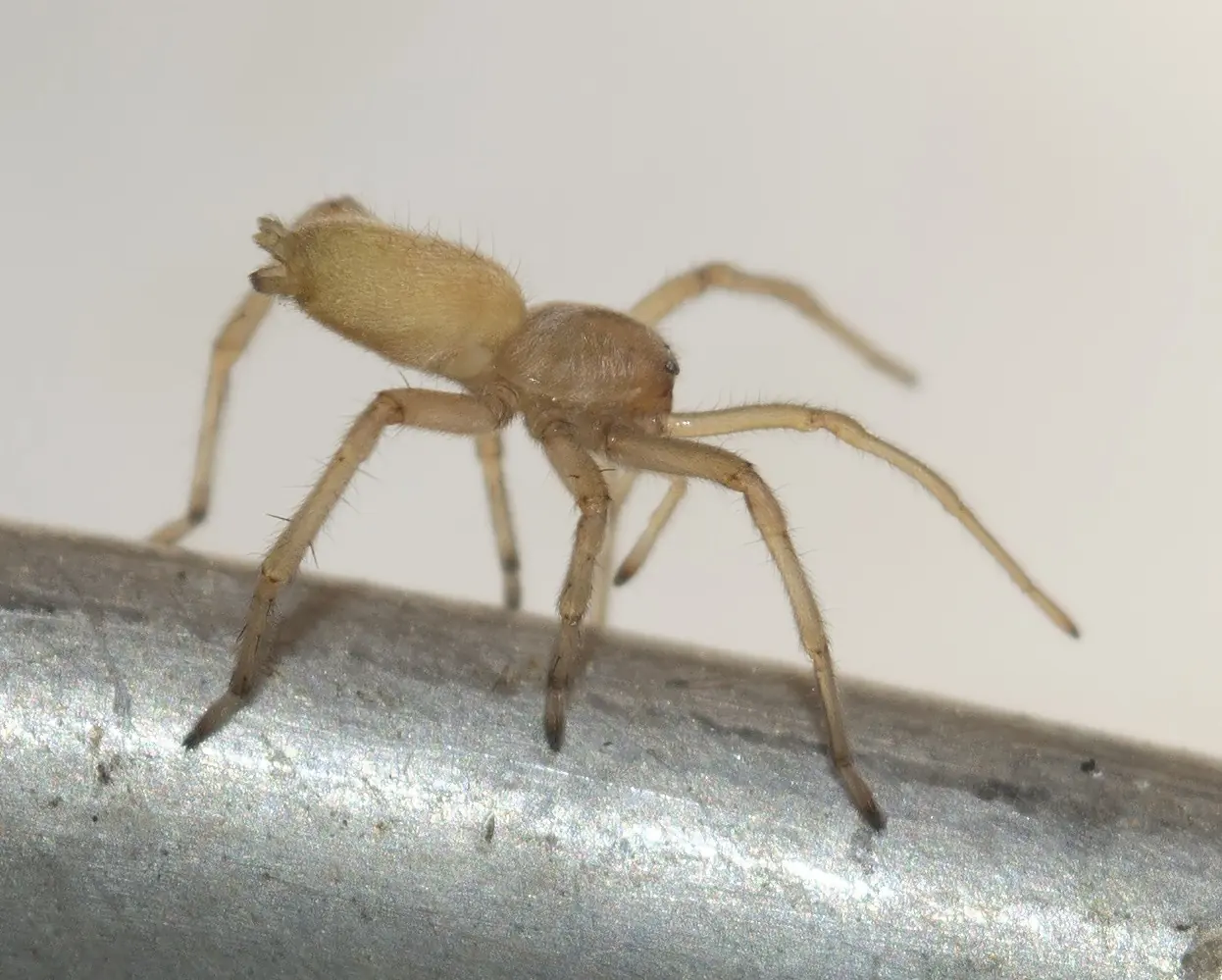 Yellow Sac Spider