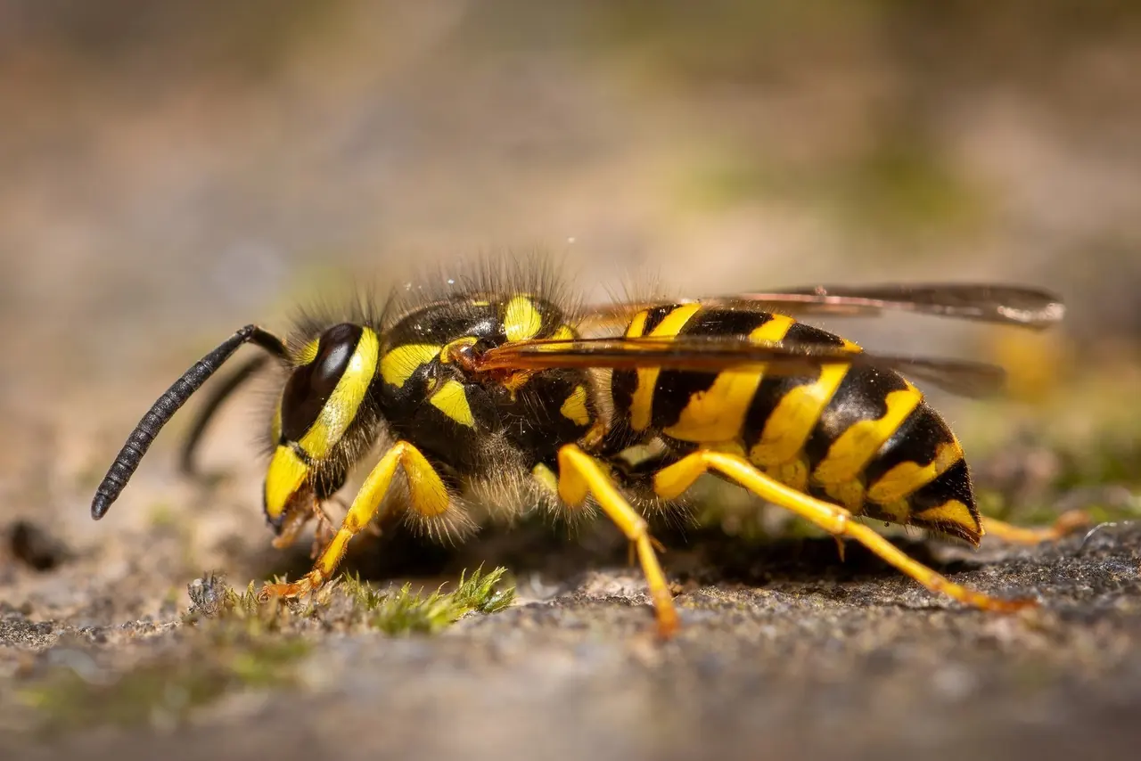 Yellowjacket