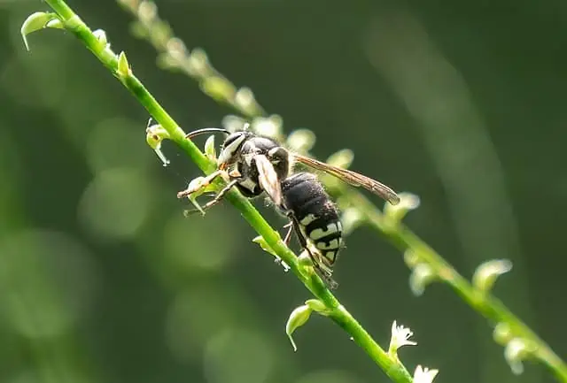 Bald Faced Hornet