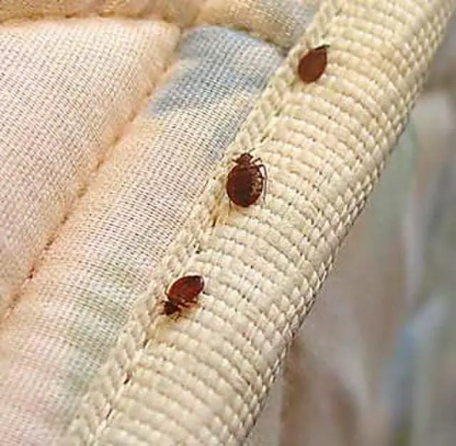 Bed Bug