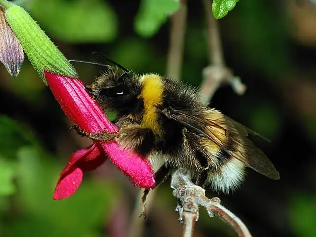 Bumble Bee