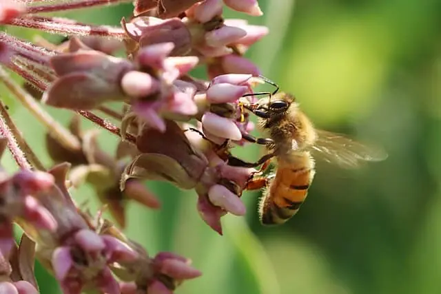 Honey Bee