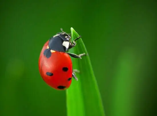 Lady Bug