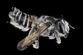 Leaf Cutter Bee