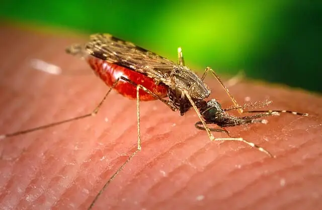 Mosquito