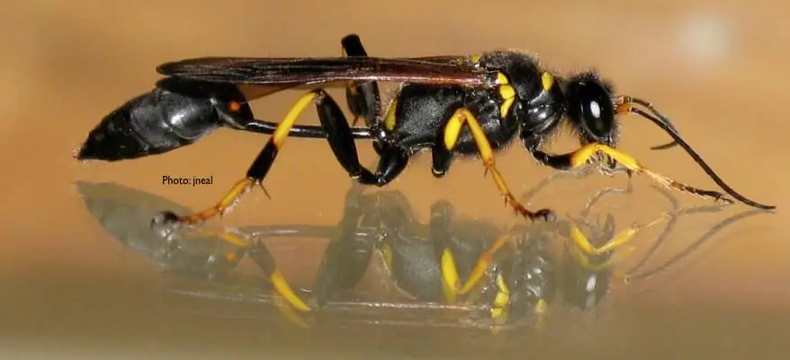 Mud Dauber