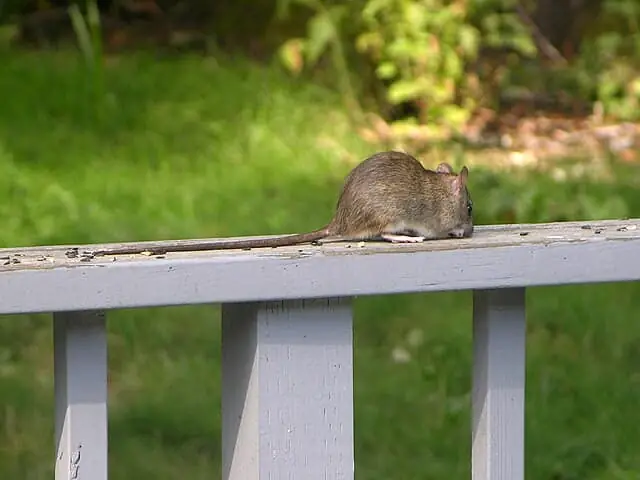 Roof Rat