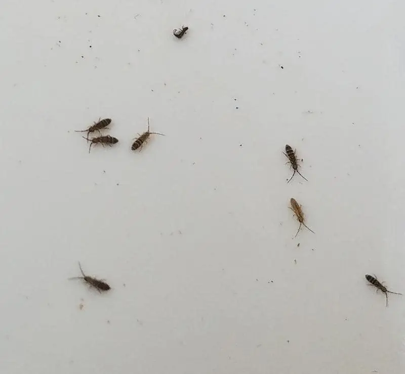 Springtail