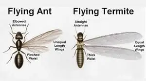 Termite Swarmer