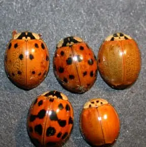 Asian Beetle