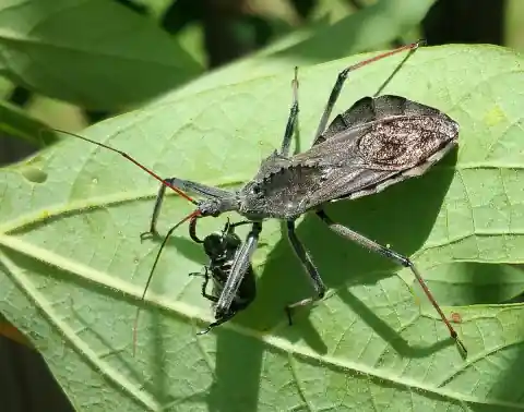 Assassin Bug