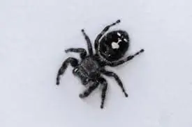 Bold Jumping Spider