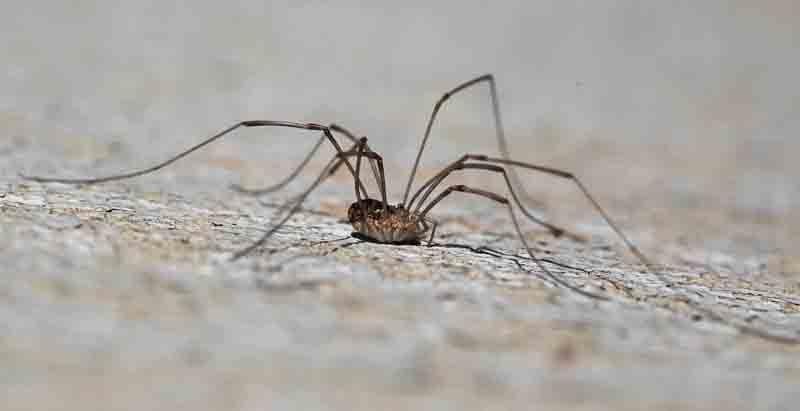 Daddy Longlegs