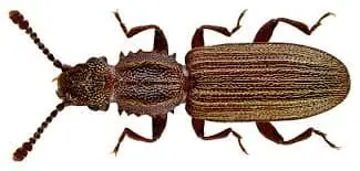 Sawtooth Beetle